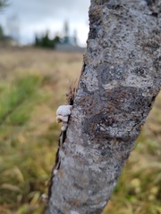 Schizophyllum commune
