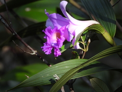 Sobralia macrantha