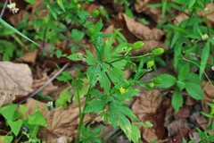 Ranunculus chinensis