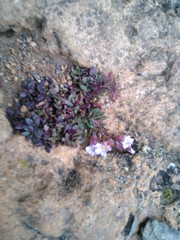 Chaenorhinum origanifolium crassifolium