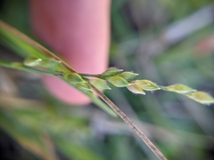 Urochloa ciliatissima