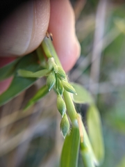 Urochloa ciliatissima
