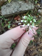 Capsella bursa-pastoris
