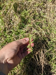 Urochloa ciliatissima