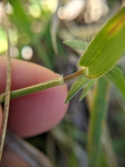Urochloa ciliatissima