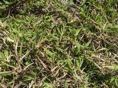 Urochloa ciliatissima