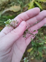 Capsella bursa-pastoris