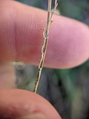 Urochloa ciliatissima