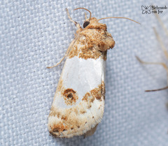 Schinia oculata