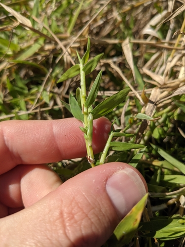 Image of Urochloa ciliatissima by (c) Cleveland Powell, some rights reserved (CC BY)