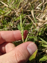 Urochloa ciliatissima