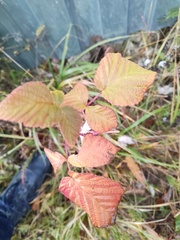 Rubus idaeus
