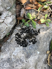 Lathagrium cristatum