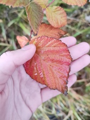 Rubus idaeus