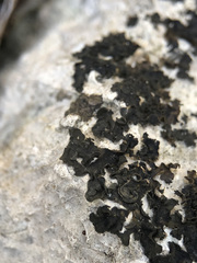 Lathagrium cristatum