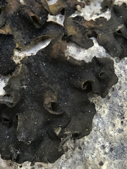 Lathagrium cristatum