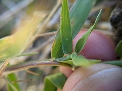 Urochloa ciliatissima