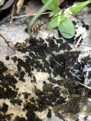 Lathagrium cristatum