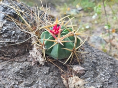 Ferocactus macrodiscus