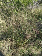 Trichloris pluriflora