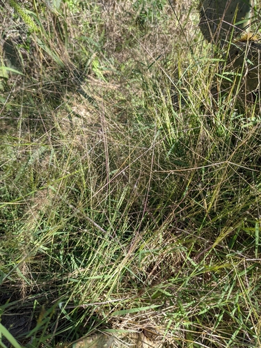 Image of Digitaria cognata by (c) Cleveland Powell, some rights reserved (CC BY)