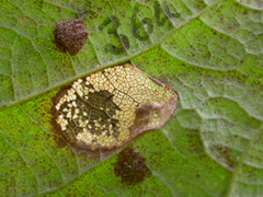 Phyllonorycter geniculella