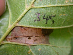 Phyllonorycter rajella