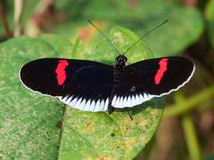 Heliconius erato cyrbia