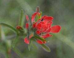 Castilleja foliolosa
