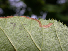 Stigmella floslactella