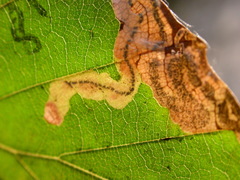 Stigmella hemargyrella
