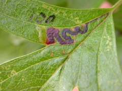 Stigmella oxyacanthella