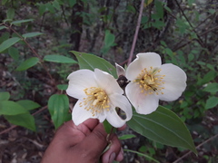 Philadelphus mexicanus