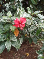 Hibiscus × archeri