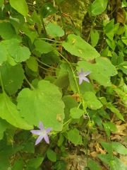 Campanula garganica cephallenica