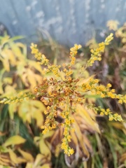 Solidago gigantea