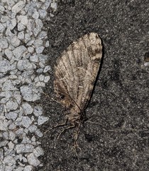 Stamnodes albiapicata