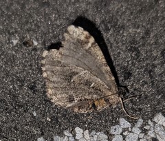 Stamnodes albiapicata