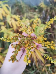 Solidago gigantea
