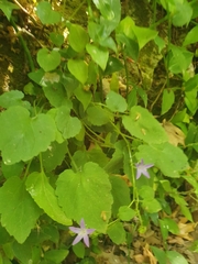 Campanula garganica cephallenica