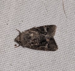 Lacinipolia stricta