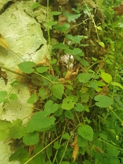 Campanula garganica cephallenica