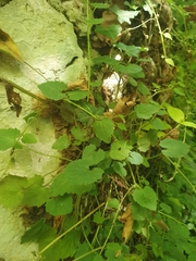 Campanula garganica cephallenica