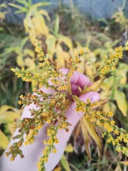 Solidago gigantea