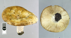 Russula allochroa
