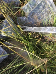 Cyperus metzii