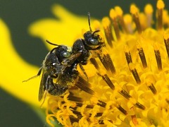 Protandrena porterae