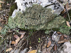 Squamarina cartilaginea