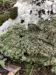 Squamarina cartilaginea