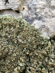 Squamarina cartilaginea